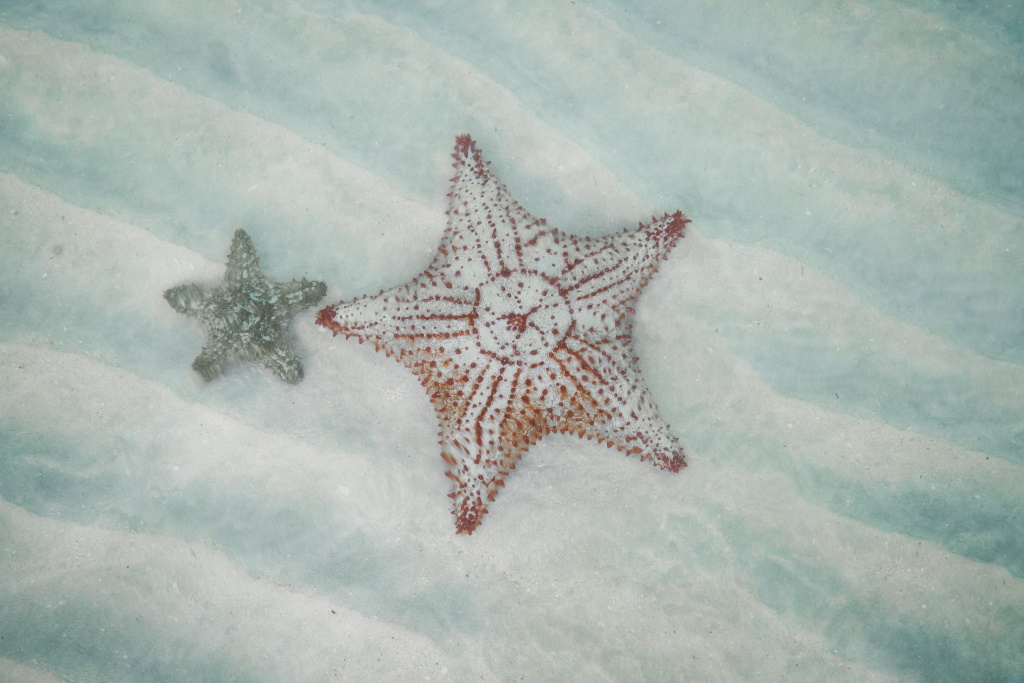 starfish